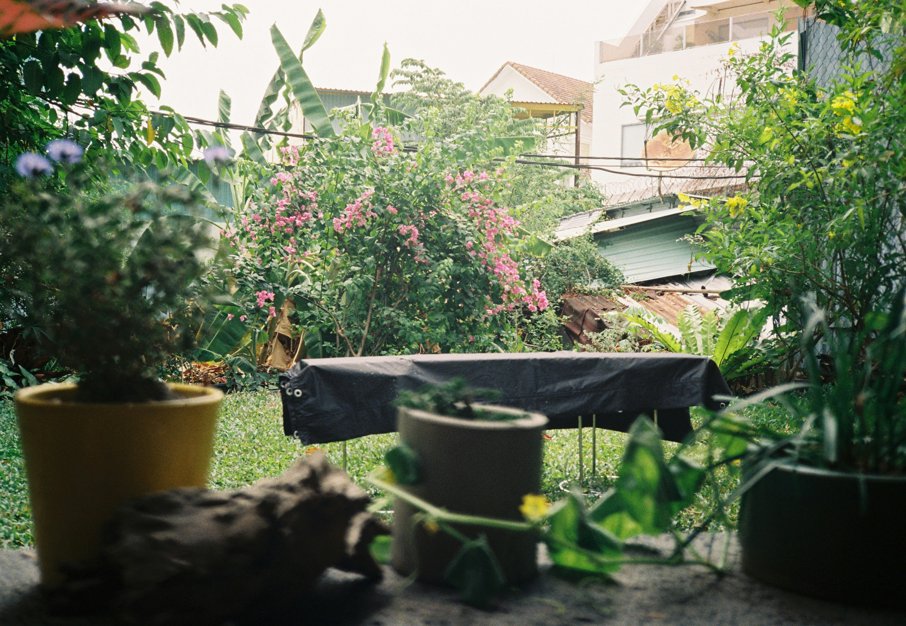 green plants on black plastic pots